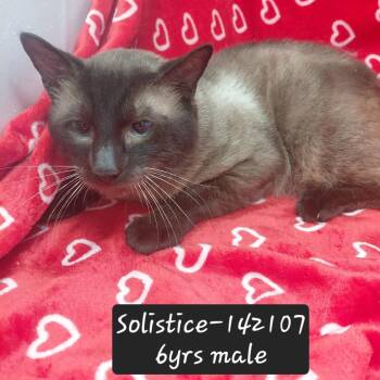 Solstice -  Manx and Siamese Cat for Adoption in New Tazewell, Tennessee - Solstice | PetCurious