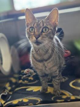 Rita -  Domestic Short Hair Cat for Adoption in Westland, Michigan - Rita | PetCurious