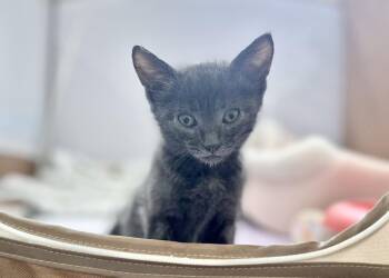 Totoro -  Russian Blue and Domestic Short Hair Cat Available for Adoption in Laguna Niguel, California - Totoro | PetCurious