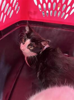 Domestic Medium Hair Cats Available for Adoption in Palmetto, Florida - A135772 | PetCurious