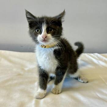 IVHS-Stray-140483 -  Domestic Short Hair Cat for Adoption in San Gabriel, California - IVHS-Stray-140483 | PetCurious