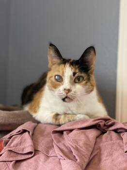 Rescue Domestic Short Hair Cats for Adoption in Bellingham, Washington - Jackie | PetCurious