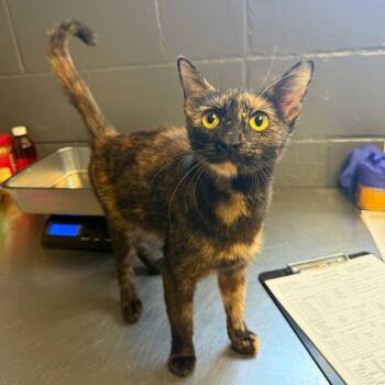 TUSC-Stray-85876_2 -  Domestic Short Hair Cat for Adoption in Tuscaloosa, Alabama - TUSC-Stray-85876_2 | PetCurious