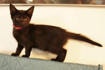 Ygritte -  Domestic Short Hair Cat for Adoption in Hobart, Indiana - Ygritte | PetCurious