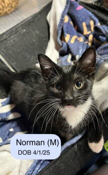 Rescue Domestic Short Hair Cats for Adoption in Vacaville, California - Norman | PetCurious