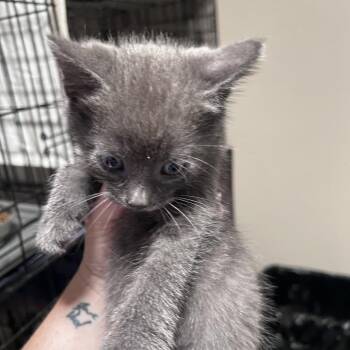 Domestic Short Hair Cats Available for Adoption in Chino Hills, California - Chai (C000-125)- City Of Industry Location | PetCurious
