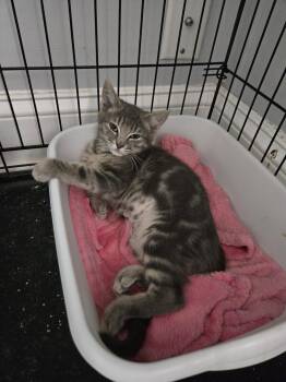 Gretchen Mean Girls -  Domestic Short Hair Cat for Adoption in Trenton, New Jersey - Gretchen Mean Girls | PetCurious