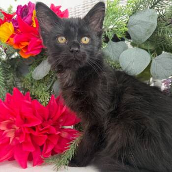 Shark Yaps 56486 -  Domestic Long Hair Cat for Adoption in Eaton Rapids, Michigan - Shark Yaps 56486 | PetCurious