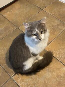 Rescue Domestic Long Hair Cats for Adoption in Richardson, Texas - Gandalf | PetCurious