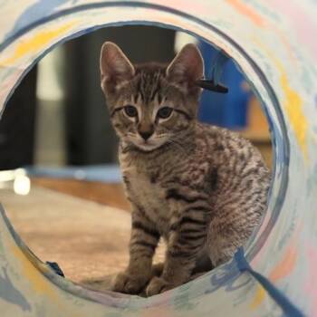 Domestic Short Hair Cats Available for Adoption in Huntsville, Alabama - Bobby | PetCurious