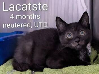 Lacatste -  Domestic Short Hair Cat for Adoption in Wyoming, Michigan - Lacatste | PetCurious