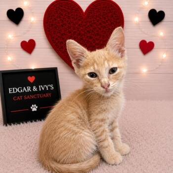Tiramisu -  Domestic Short Hair Cat for Adoption in Corpus Christi, Texas - Tiramisu | PetCurious