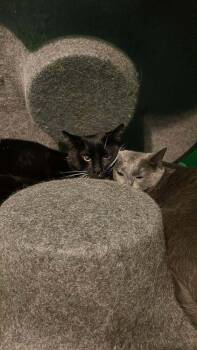 Druzy (aka Melon) -  Domestic Short Hair and British Shorthair Cat for Adoption in Chicago, Illinois - Druzy (aka Melon) | PetCurious