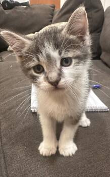 Zeus -  Domestic Short Hair Cat for Adoption in Bayonne, New Jersey - Zeus | PetCurious