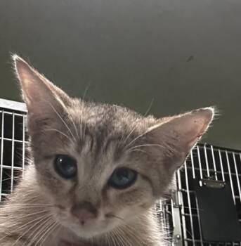 Rescue Domestic Short Hair Cats for Adoption in Spartanburg, South Carolina - Hemlock | PetCurious