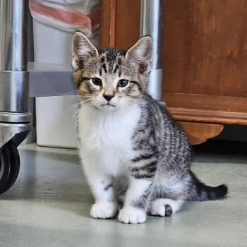 Cornell -  Domestic Short Hair Cat Available for Adoption in Toledo, Ohio - Cornell | PetCurious