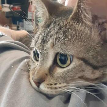 Rescue Domestic Short Hair Cats for Adoption in Myrtle Beach, South Carolina - Seven - Bonded To Grinch | PetCurious