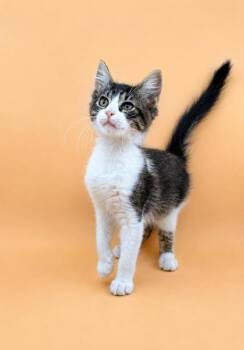 Lemon Drop -  Domestic Medium Hair Cat for Adoption in Dahlonega, Georgia - Lemon Drop | PetCurious