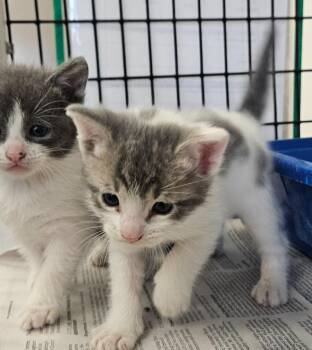 kitten 1 feral mom -  Domestic Medium Hair Cat for Adoption in Green River, Wyoming - Kitten 1 Feral Mom | PetCurious