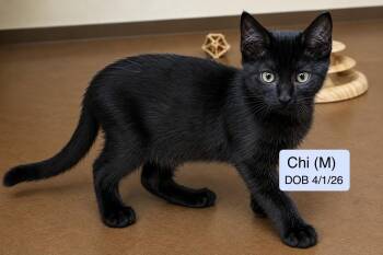 Chi -  Domestic Short Hair Cat for Adoption in Vacaville, California - Chi | PetCurious