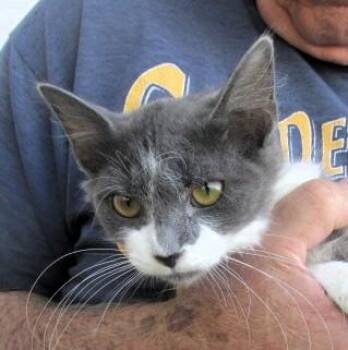 Thea -  Domestic Long Hair and Russian Blue Cat for Adoption in Paris, Kentucky - Thea | PetCurious