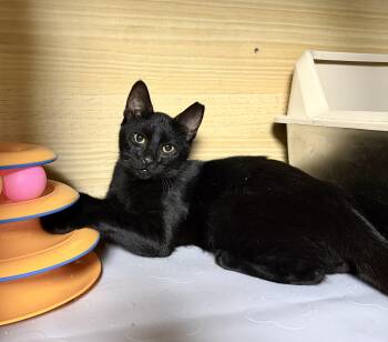 Rescue Domestic Short Hair Cats for Adoption in Orange, California - Milo | PetCurious