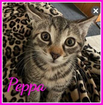 Peppa -  Domestic Short Hair Cat for Adoption in Valley City, North Dakota - Peppa | PetCurious