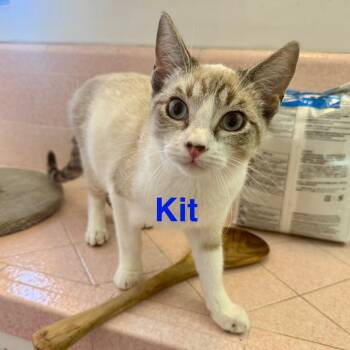 Rescue Siamese Cats for Adoption - Kit | PetCurious