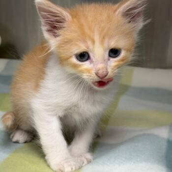 Professor Catnip -  Domestic Medium Hair Cat for Adoption in Kansas City, Kansas - Professor Catnip | PetCurious