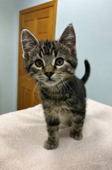 Dreyfus -  Domestic Short Hair Cat for Adoption in Saint Paul, Minnesota - Dreyfus | PetCurious