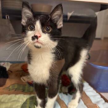 Zim -  Domestic Short Hair Cat for Adoption in Goleta, California - Zim | PetCurious