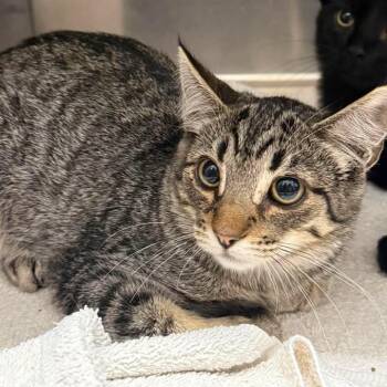 Kellin -  Domestic Short Hair Cat for Adoption in Salt Lake City, Utah - Kellin | PetCurious
