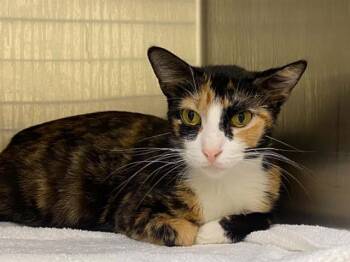 Domestic Short Hair Cats Available for Adoption in Tustin, California - MARIAN | PetCurious