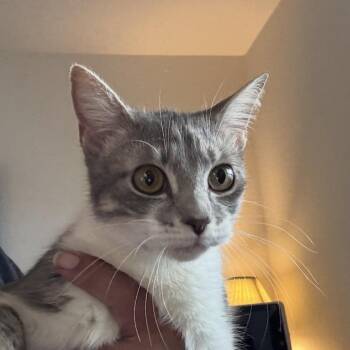 Sushi -  Domestic Short Hair Cat for Adoption in Venice, Florida - Sushi | PetCurious