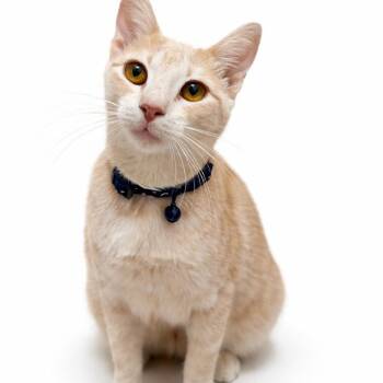 Tabby Cats Available for Adoption in Coral Gables, Florida - Autumn | PetCurious