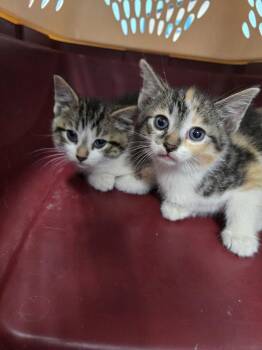 Hotlanta -  Domestic Short Hair Cat for Adoption in Evansville, Indiana - Hotlanta | PetCurious