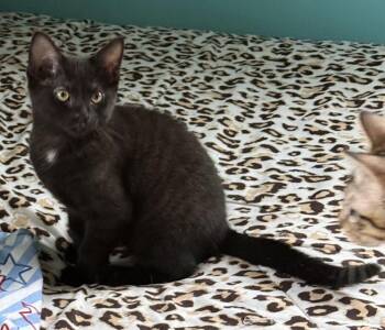 Bellatrix "bella" -  Domestic Short Hair Cat for Adoption in Dallas, Texas - Bellatrix "bella" | PetCurious