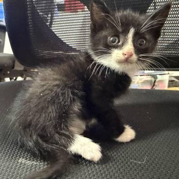 Water Slide -  Tuxedo Cat for Adoption in Columbia, South Carolina - Water Slide | PetCurious