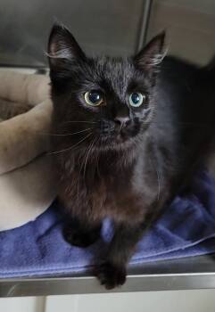 NOODLE -  Domestic Medium Hair Cat for Adoption in Sandusky, Ohio - NOODLE | PetCurious