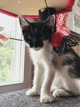 Vaquita -  Domestic Short Hair Cat for Adoption in Bayonne, New Jersey - Vaquita | PetCurious