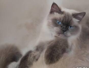 Blue -  British Shorthair Cat for Adoption in Snow Hill, Maryland - Blue | PetCurious