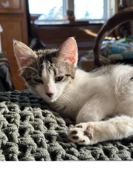 Teslapunk -  Domestic Short Hair Cat for Adoption in Colorado Springs, Colorado - Teslapunk | PetCurious