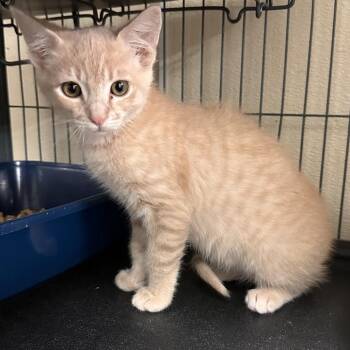 Domestic Short Hair Cats Available for Adoption - PECAN | PetCurious
