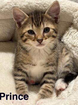 Prince -  Domestic Short Hair Cat for Adoption in Ephrata, Washington - Prince | PetCurious