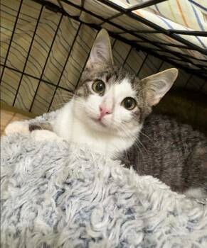 Blueberry -  Domestic Short Hair Cat for Adoption in Lincoln, Nebraska - Blueberry | PetCurious