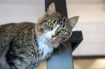 Aspen -  Domestic Long Hair and Domestic Short Hair Cat for Adoption in Golden Valley, Minnesota - Aspen | PetCurious