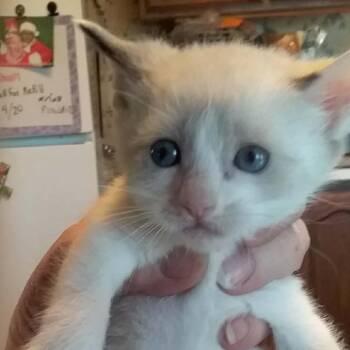 Domestic Short Hair Cats Available for Adoption in Brevard, North Carolina - Cotton | PetCurious