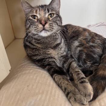 Domestic Short Hair Cats Available for Adoption - Lunark | PetCurious