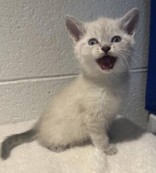 Siamese and Domestic Short Hair Cats Available for Adoption in Wilkesboro, North Carolina - Calla | PetCurious