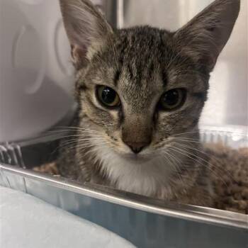 Lotus -  Domestic Short Hair Cat for Adoption in Bentonville, Arkansas - Lotus | PetCurious